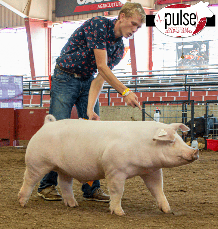 Market Hogs Wisconsin State Fair The Pulse