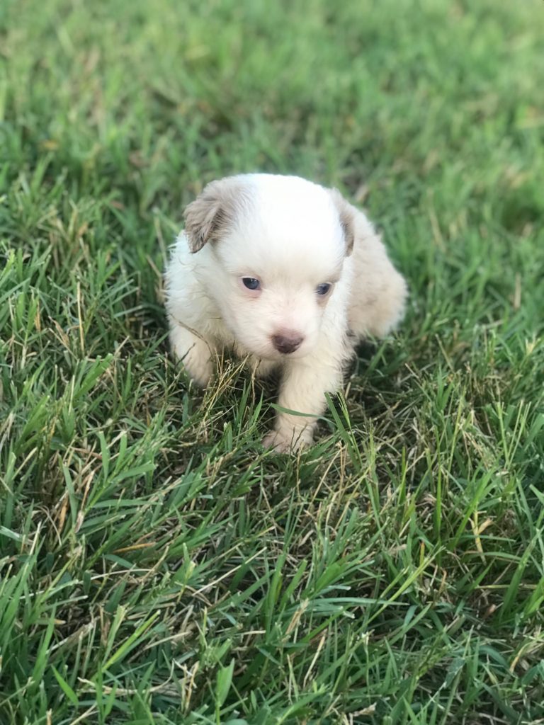Mini Aussies For Sale The Pulse