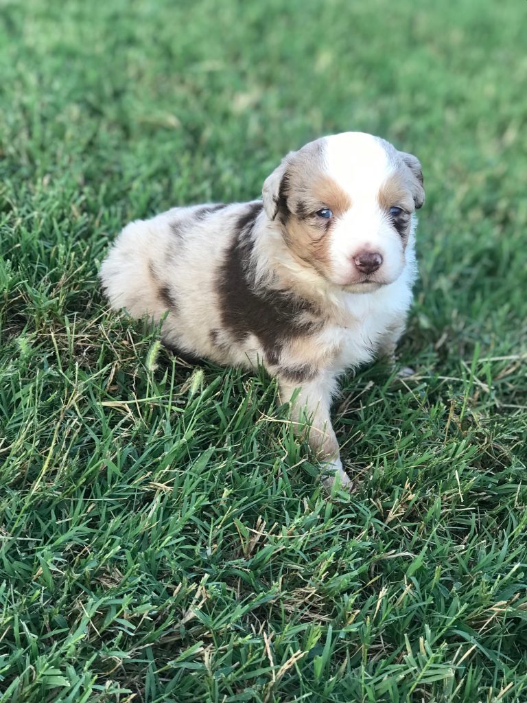 Mini Aussies For Sale The Pulse
