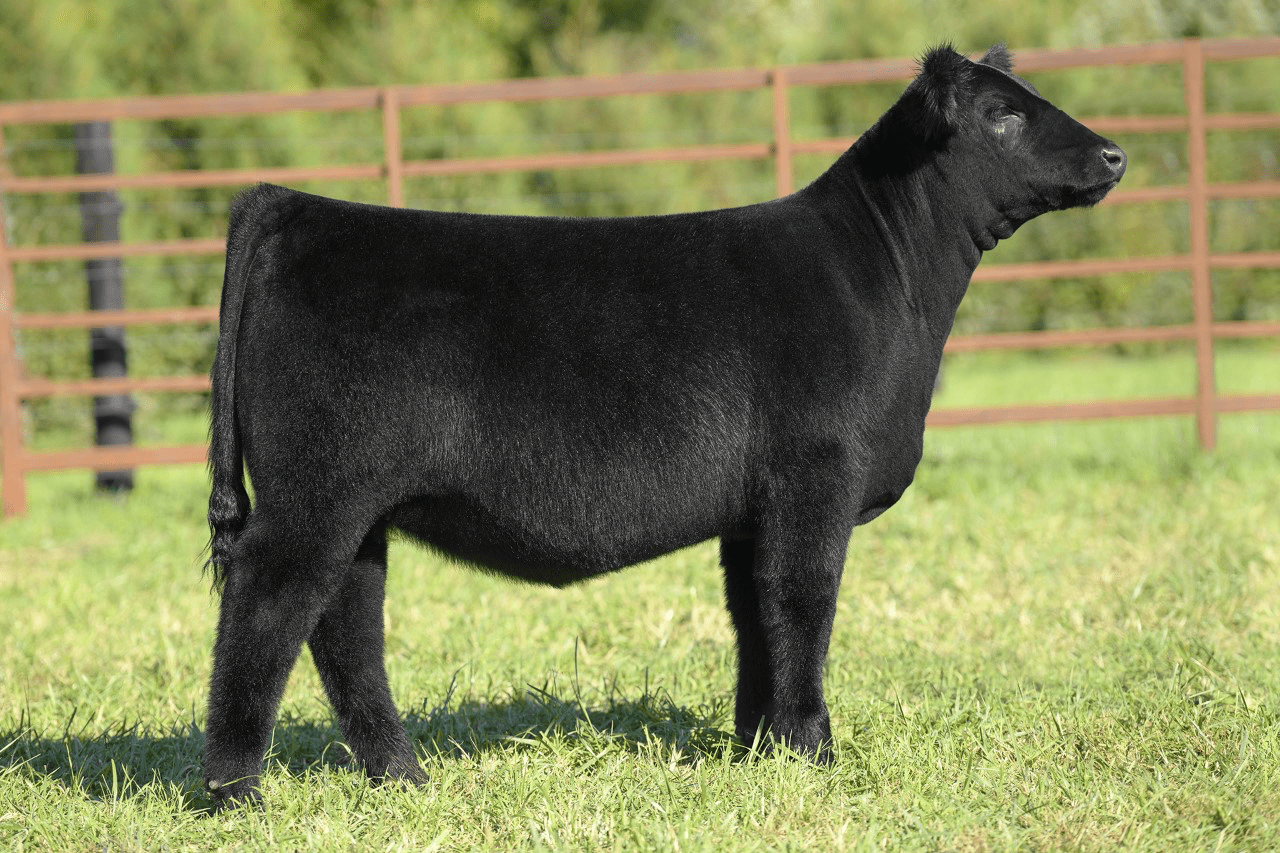 Plum Creek Angus Online Sale The Pulse