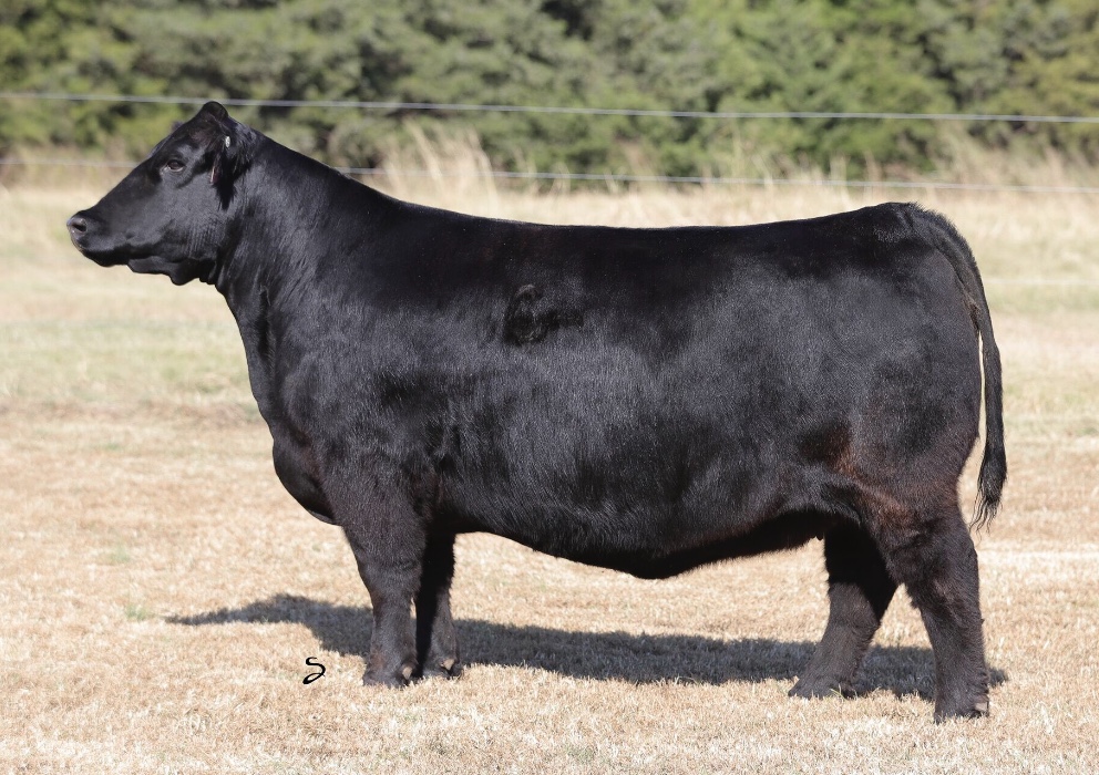 GRISWOLD CATTLE COMPANY • CLASSIC SALE The Pulse