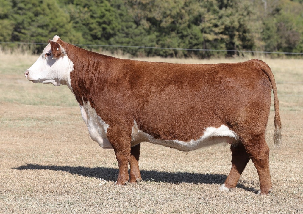 Griswold Cattle Sale Results 2021 at Louisa Beck blog