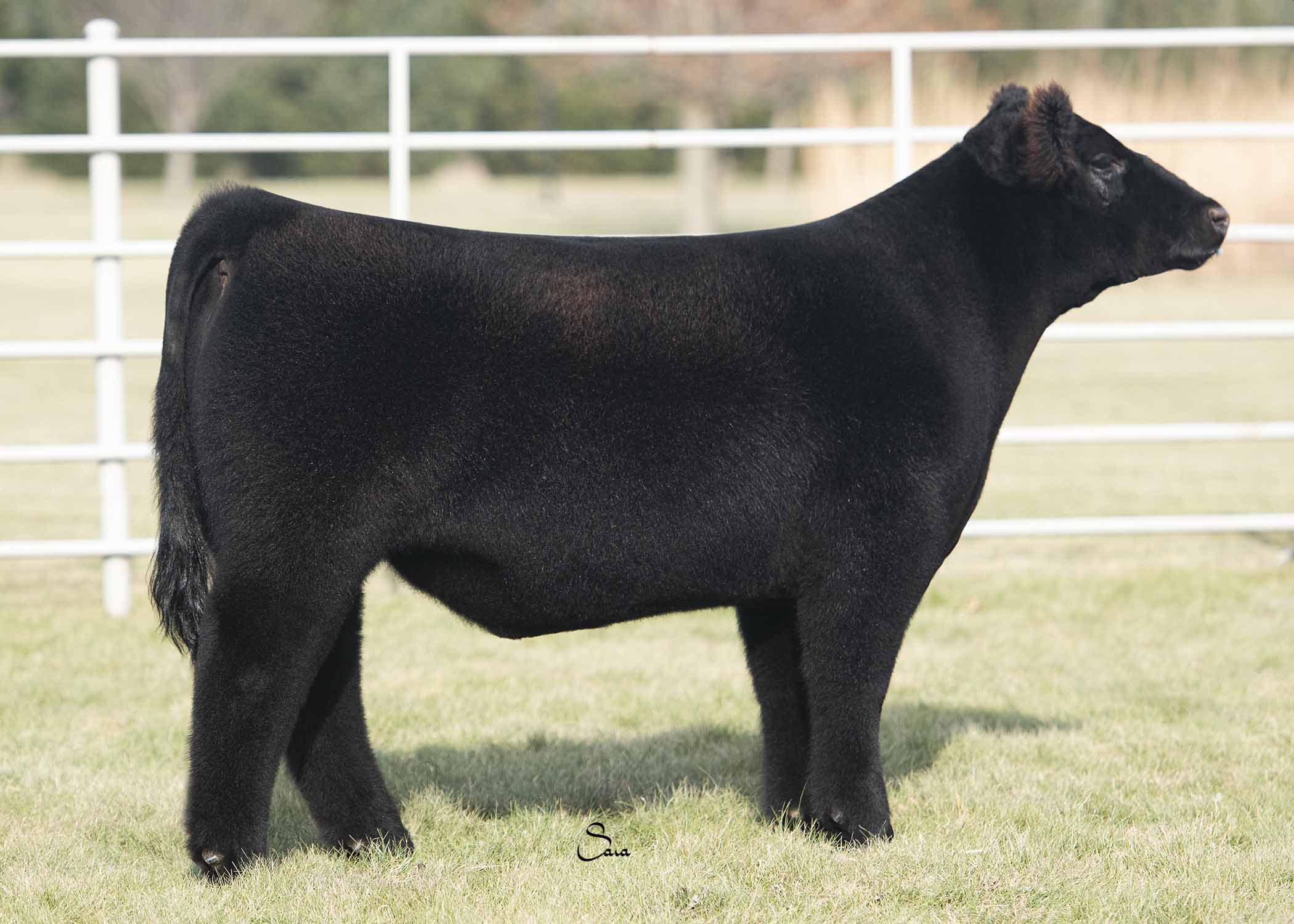Richey Show Steers Heifer, Steer, & Embryo Sale The Pulse