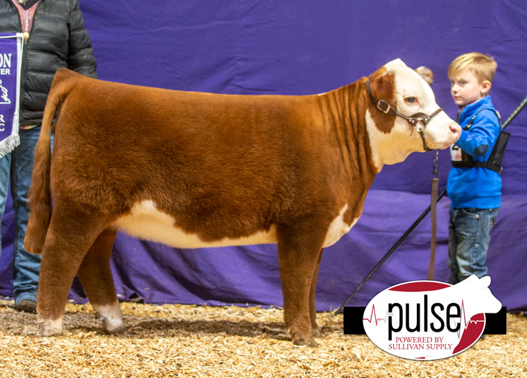 Vccp 2023 Hereford Heifer Show Results Vccp (Harrisonburg, Va) | Miniature Hereford Heifers | The Pulse