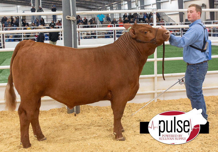 San Antonio Livestock Show Junior Market Steers Red Angus The Pulse