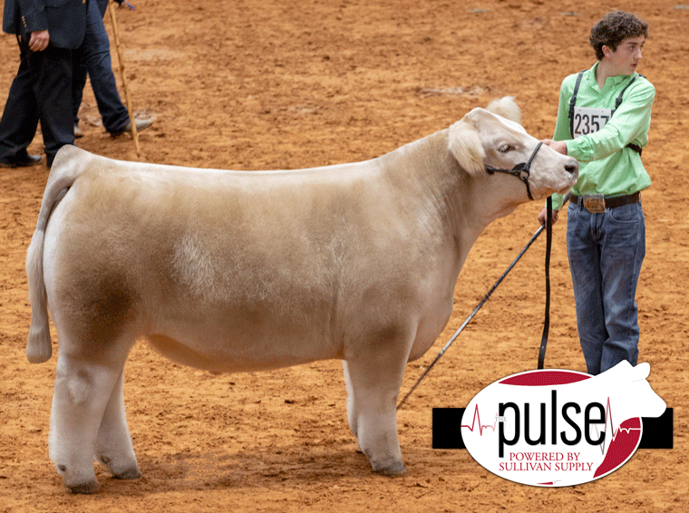 RCC Blog Here I Am and In God We Trust Sire Champion and Reserve