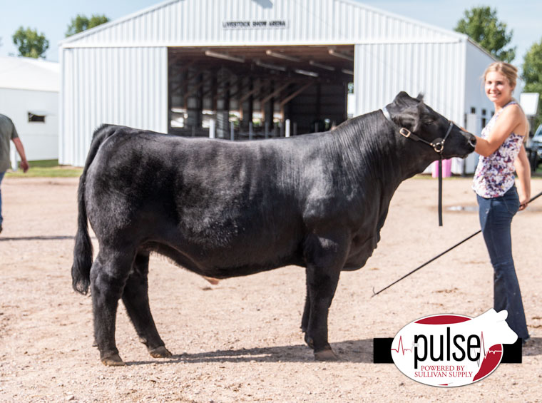 MN Youth Livestock Expo Simmental Steers The Pulse