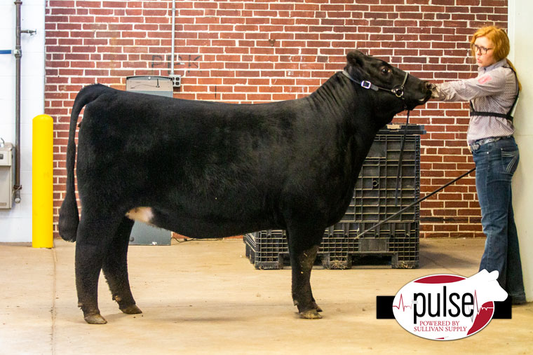 2020 Indiana State Fair Commercial Heifers The Pulse