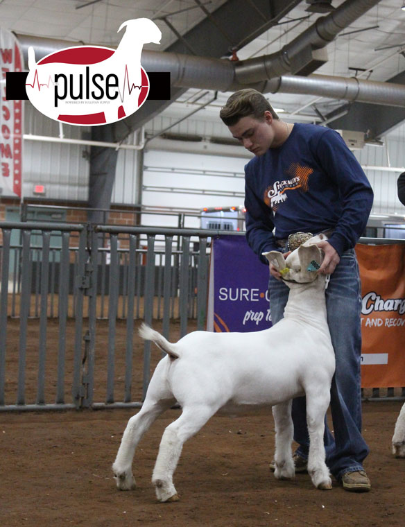 Stockman’s Showcase (Chickasha, OK) Market Goats Heavyweight The