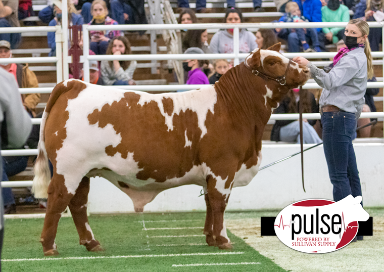 2021 San Antonio Stock Show Market Steers ABC The Pulse