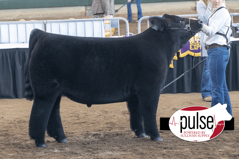 Iowa Beef Expo Market Beef Chianina The Pulse