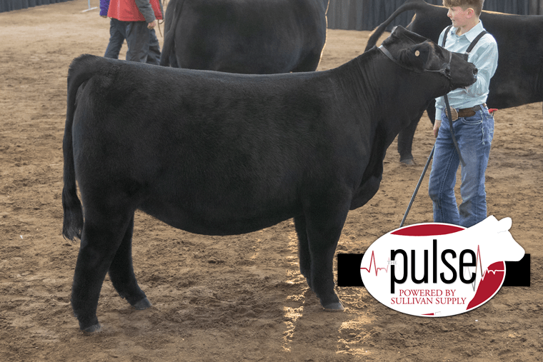 Iowa Beef Expo Breeding Heifers Simmental The Pulse