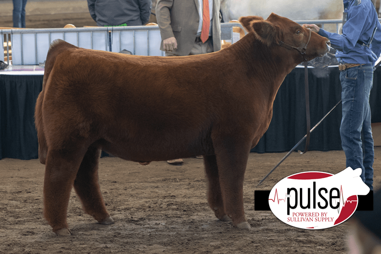RCC Blog Iowa Beef Expo Simmental Steers!!