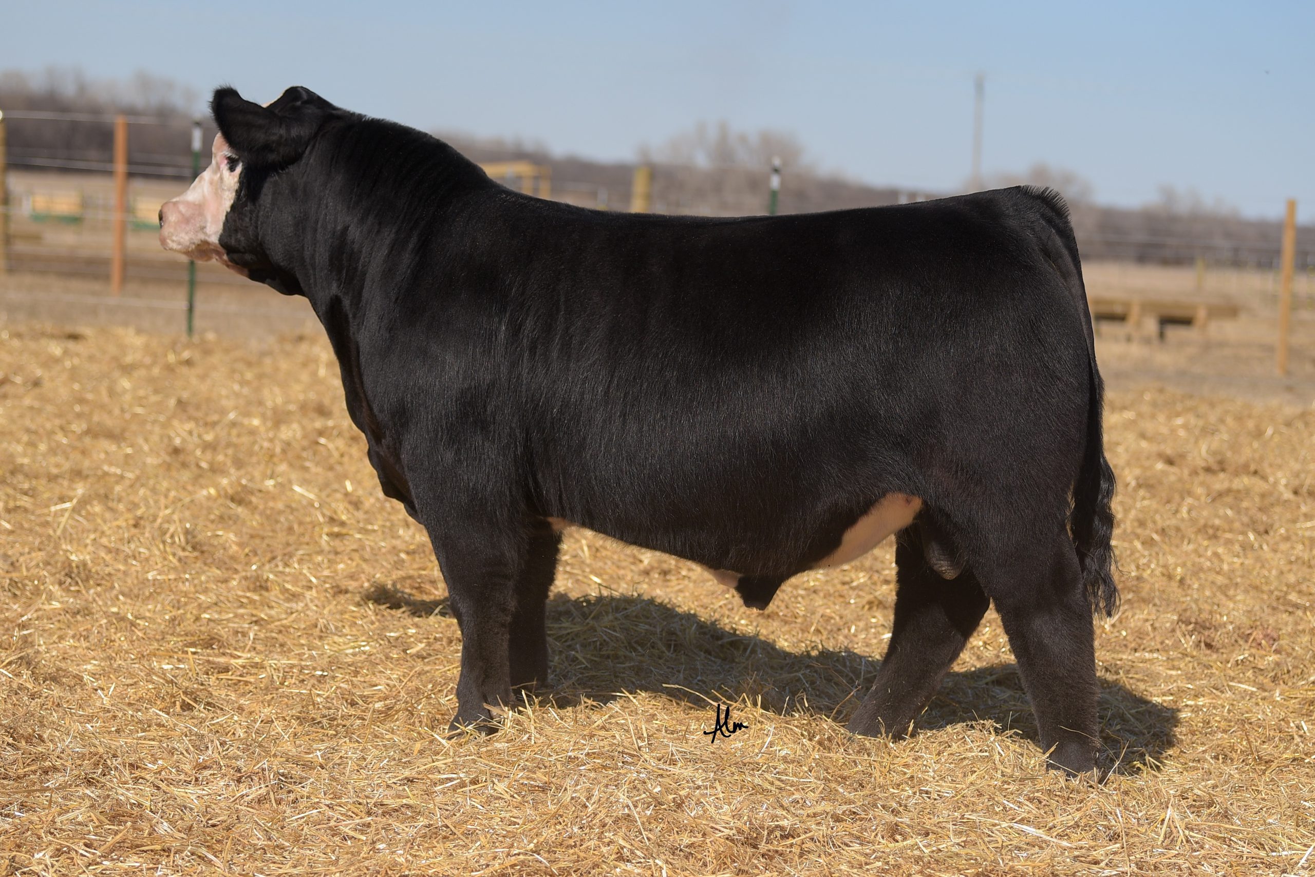 Rosebud Cattle Company & Robinson Cattle Online Bull & Sale