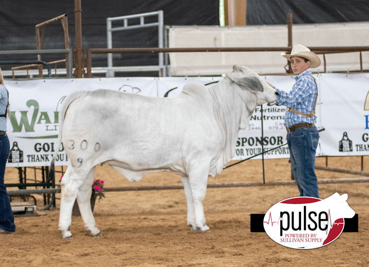 2021 Texas Youth Expo (Brenham, TX) Heifers Brahman The Pulse
