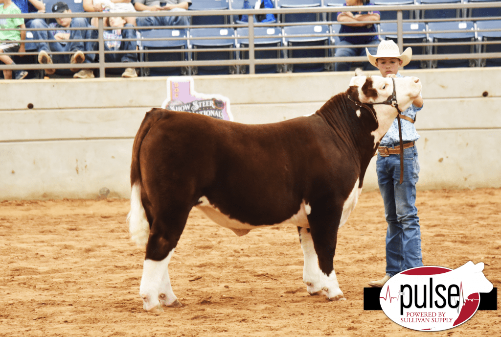 Show Steer Junior Nationals I British Cross The Pulse