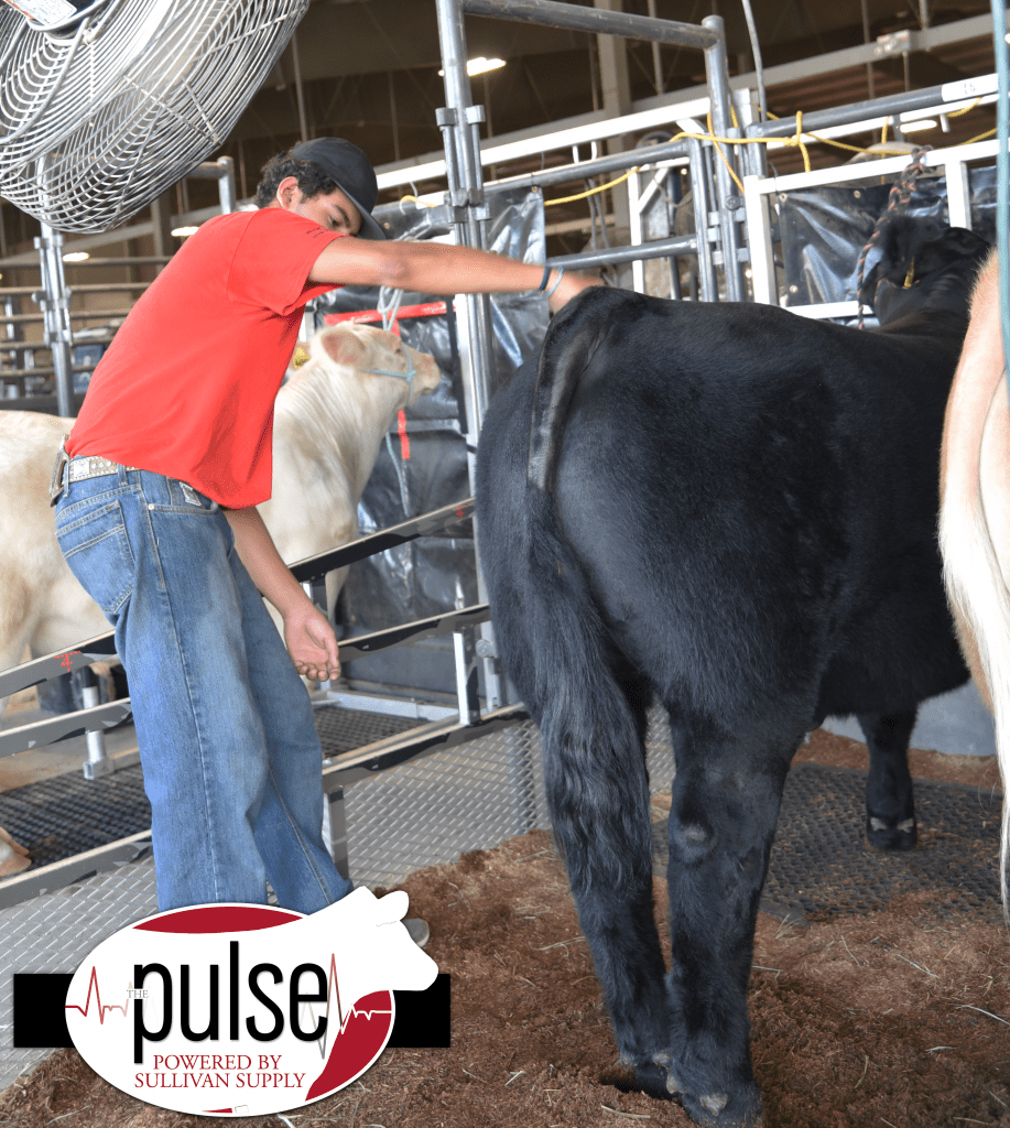 Sundays & Steers Show Steer Junior Nationals The Pulse