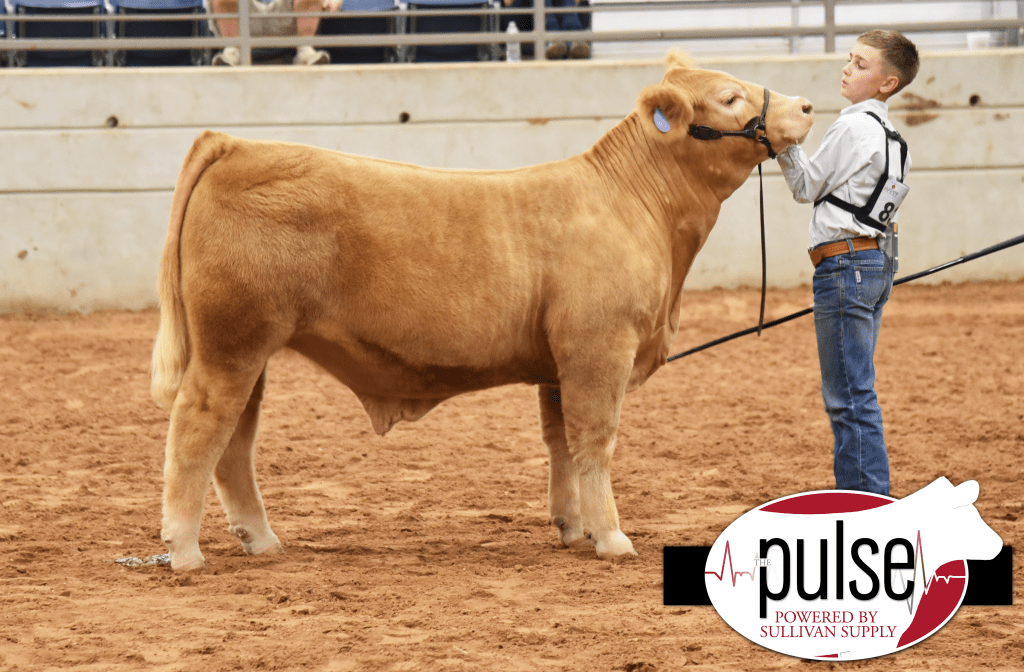 Show Steer Junior Nationals I ABCs The Pulse