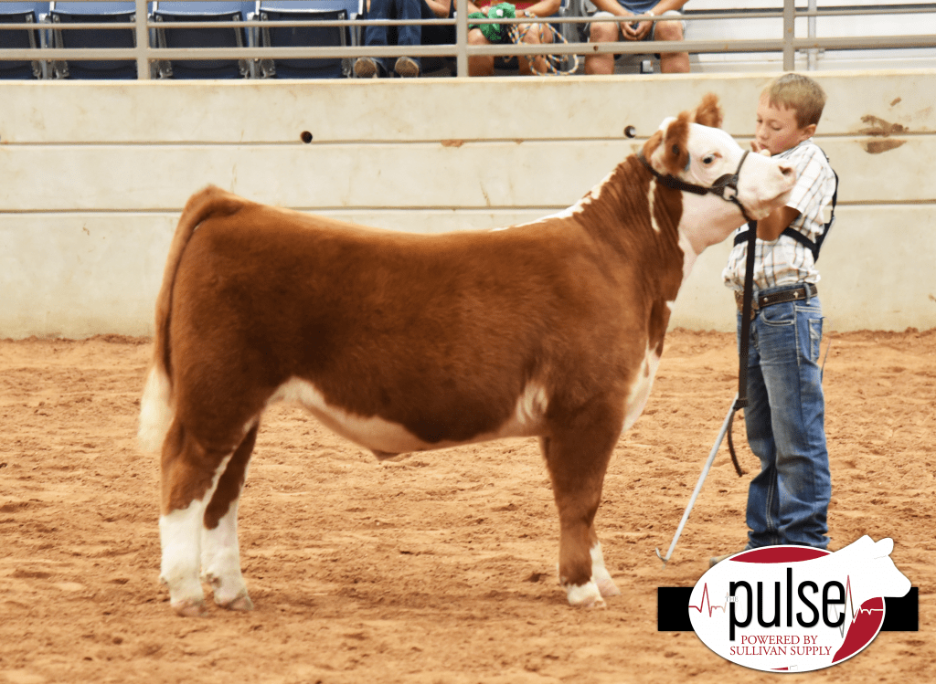 Show Steer Junior Nationals I British Cross The Pulse