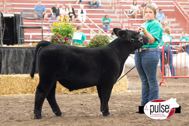 Nebraska State Fair 4H Feeder Steers The Pulse