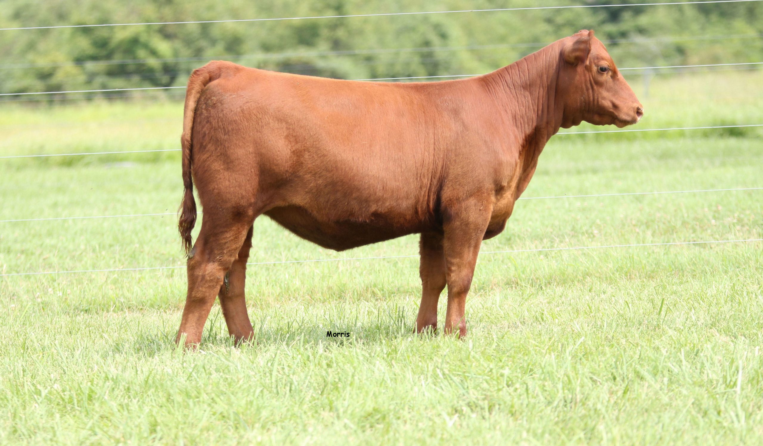 Bradley Cattle & Hankins Farms Fall Colors Sale The Pulse