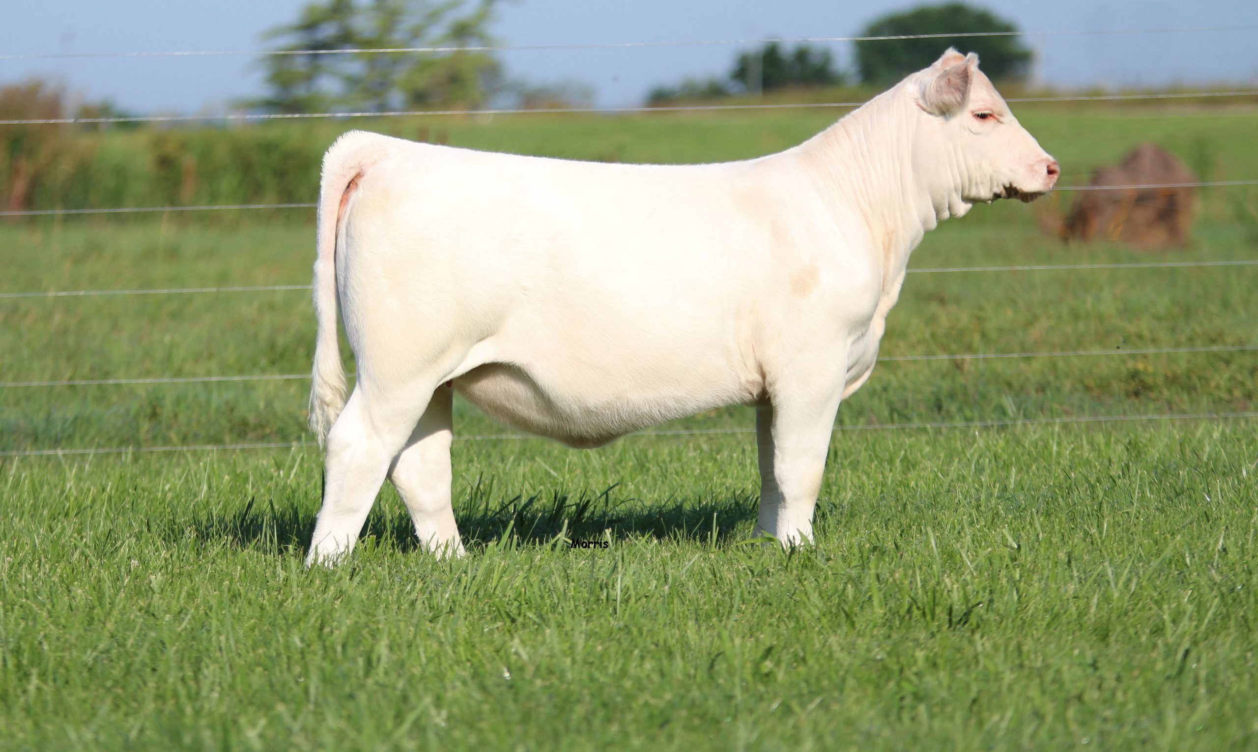 Bradley Cattle & Hankins Farms Fall Colors Sale The Pulse