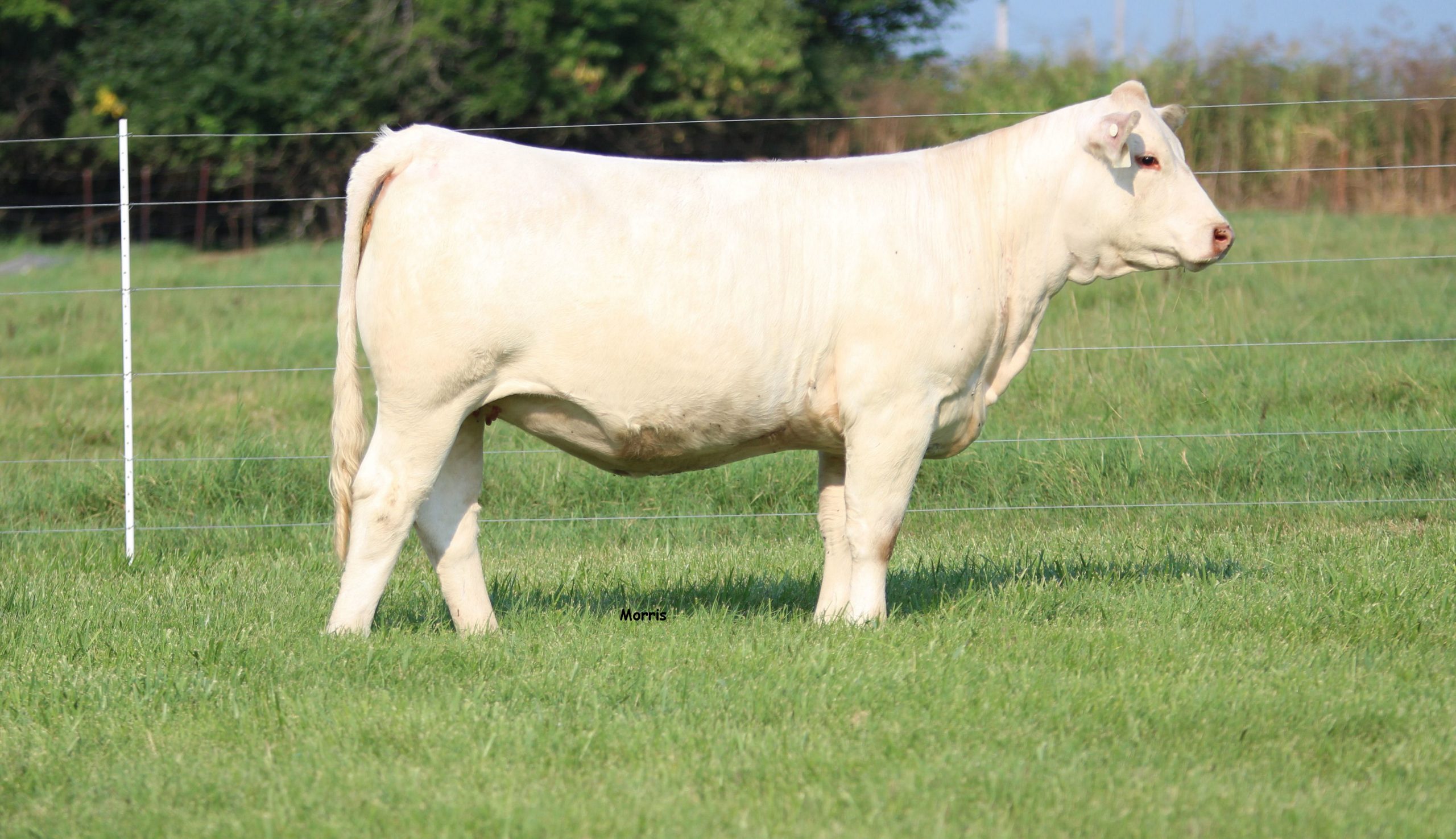 Bradley Cattle & Hankins Farms Fall Colors Sale The Pulse