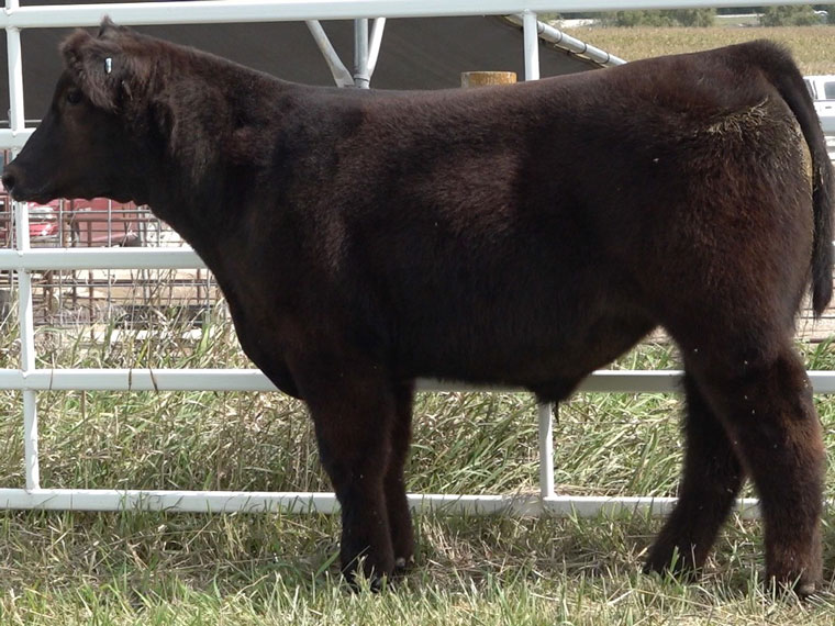 Sullivan Cattle Company Dunlap, IA The Pulse