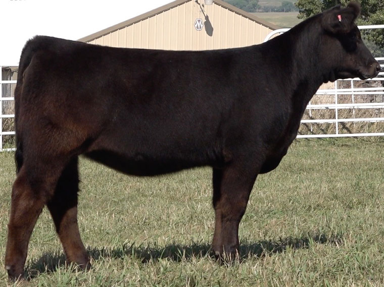 Sullivan Cattle Company Dunlap, IA The Pulse