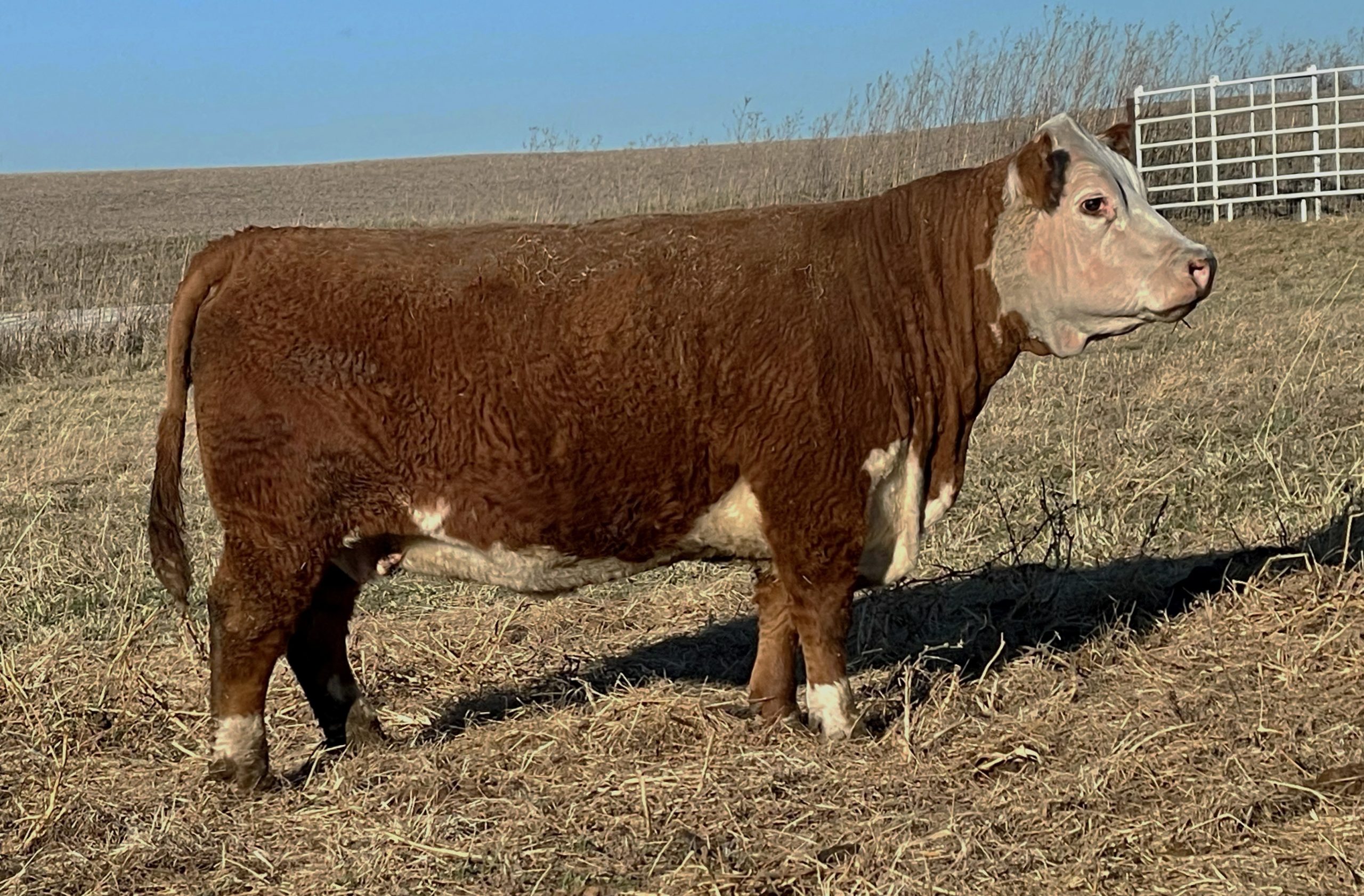 Lynch Family Livestock Mini Hereford Production Sale Tonight The Pulse