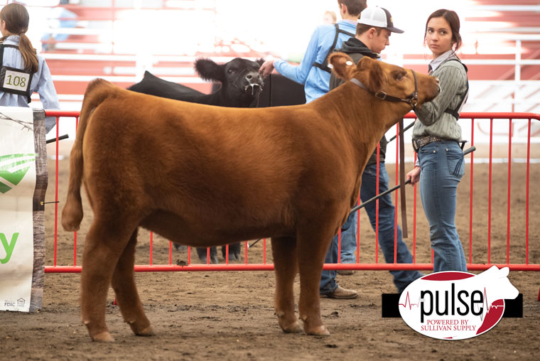 Nebraska AGR Winter Preview Red Angus Heifers The Pulse