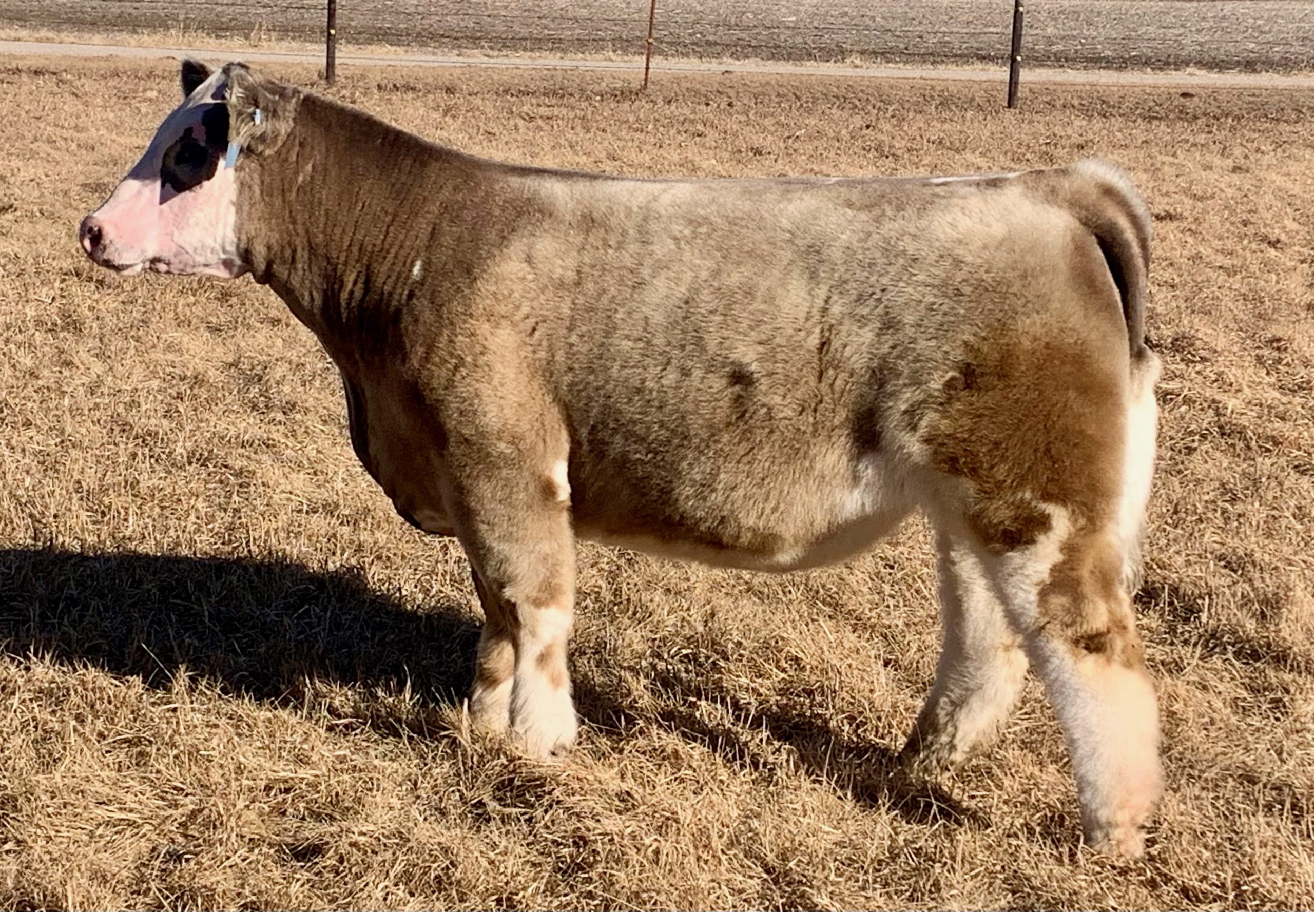 Stoltz Show Cattle Sale Tonight on SC! The Pulse