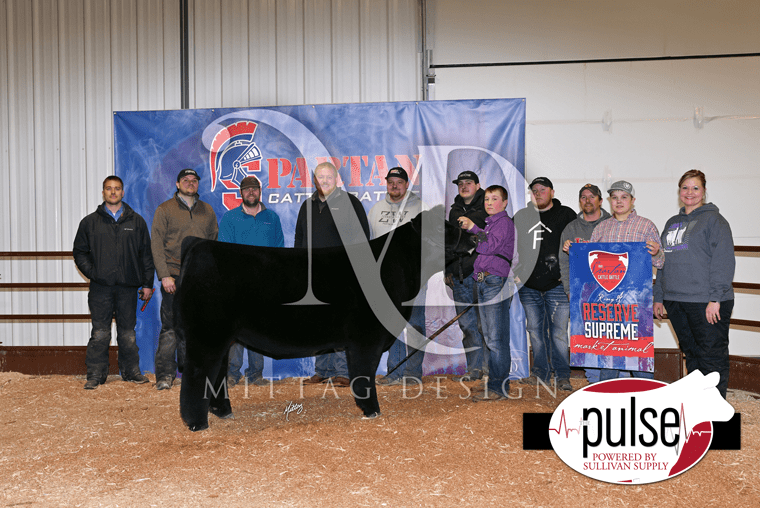SWCC Spartan Cattle Battle Afton, Iowa Top Five Market Animals