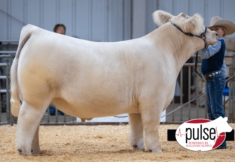 Oklahoma AGR Winter Bonanza Progress Steers Crossbred Ring B