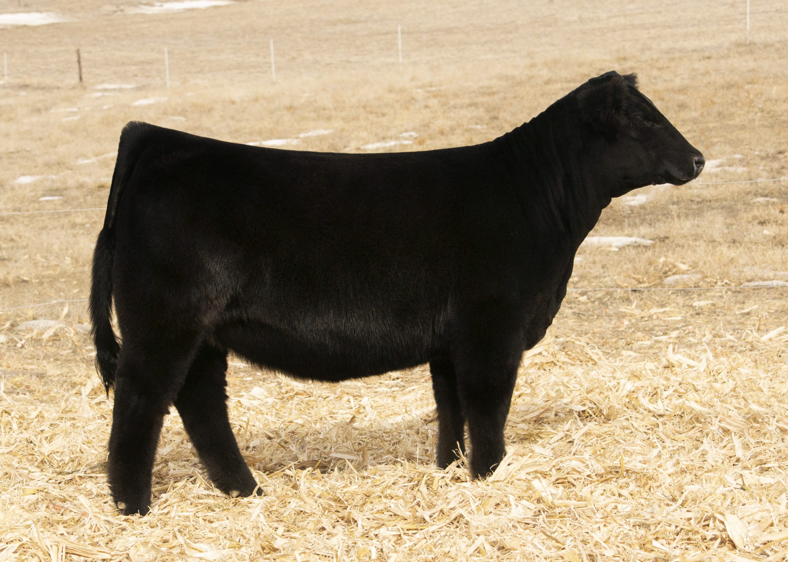 Holt Cattle Company Bold & Beautiful Sale OKC edition The Pulse