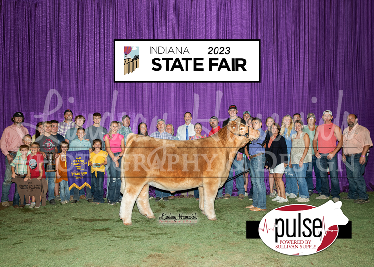 2023 Indiana State Fair Overall Market Steers The Pulse