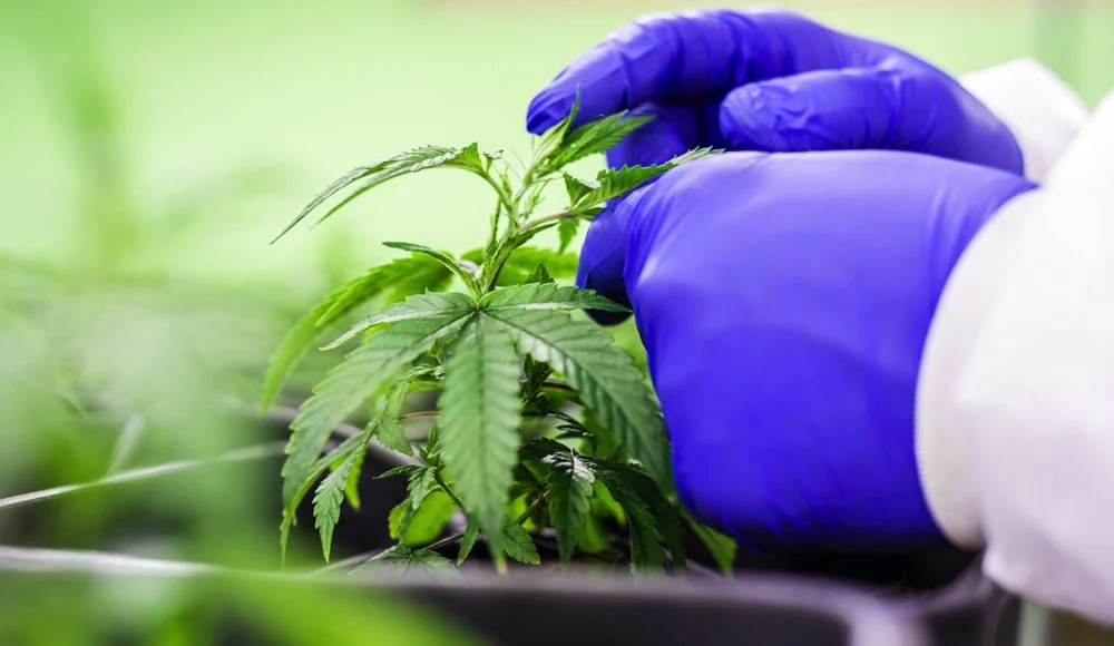 Top 10 CBD Vape Manufacturers in China Ultimate Guide to HighQuality