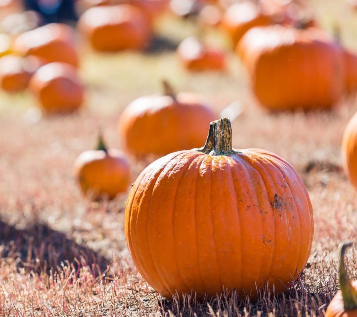 4D Farm Pumpkin Patch Near Me