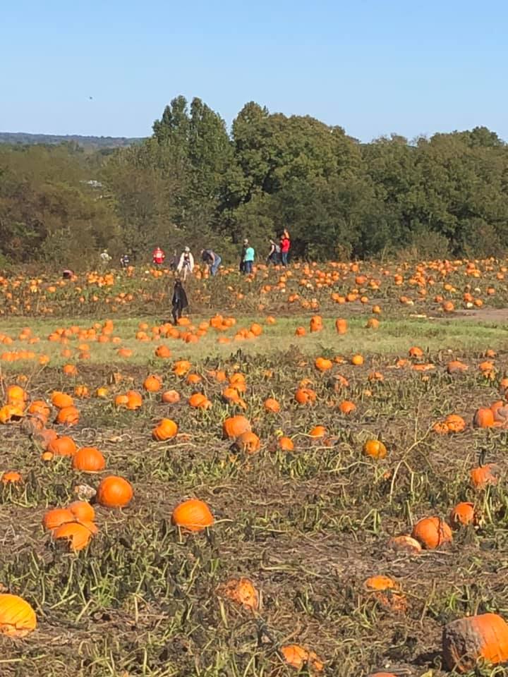 Fun Farm Pumpkin Patch Pumpkin Patch Near Me