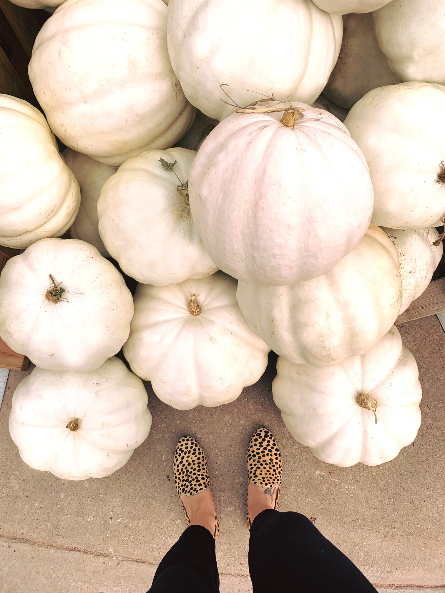 TLC Garden Centers Pumpkin Patch Near Me