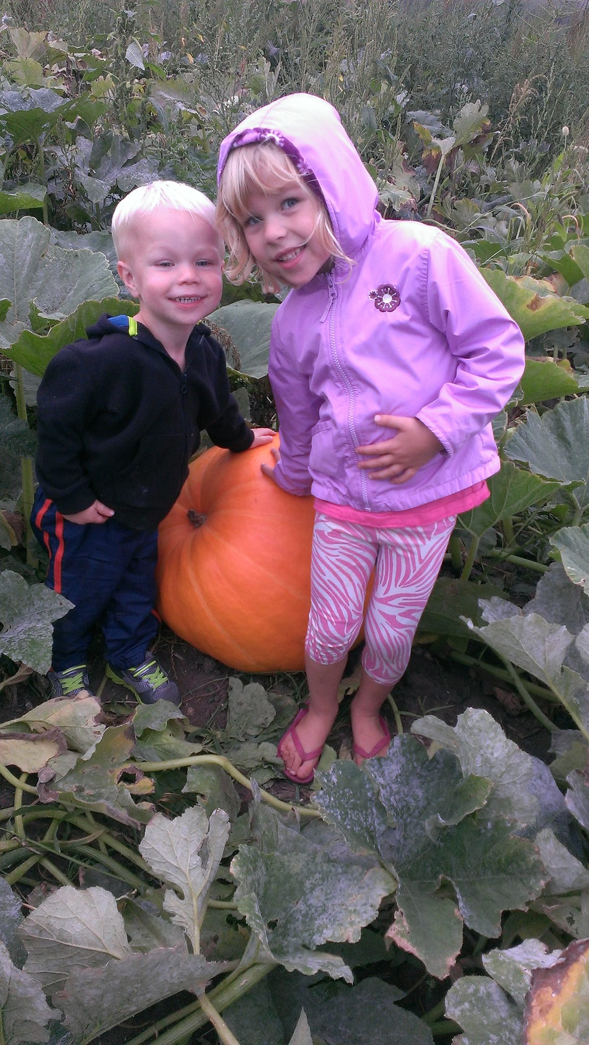 Big Stone Pumpkin Patch Pumpkin Patch Near Me