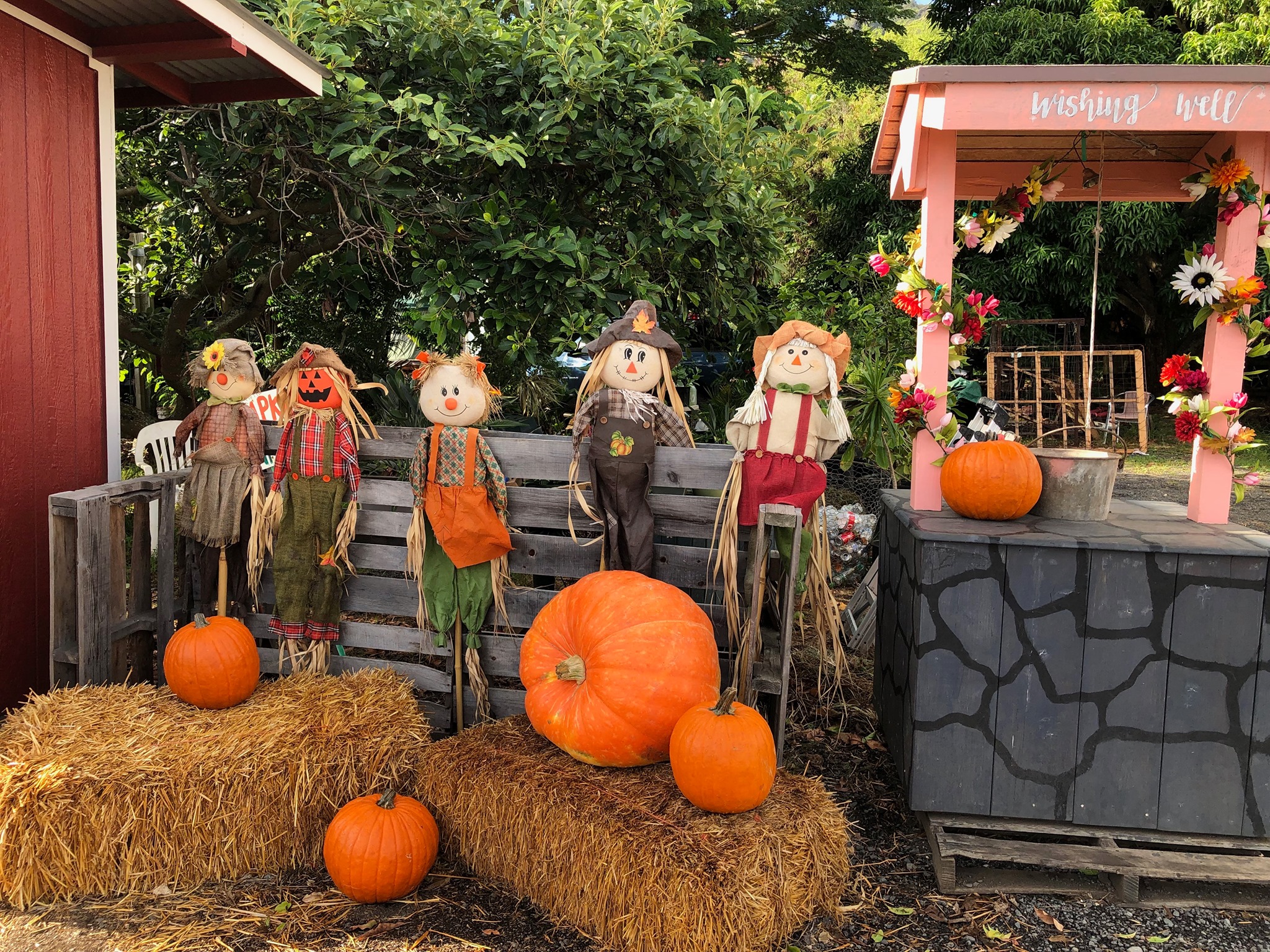 Waimanalo Country Farms Pumpkin Patch Near Me