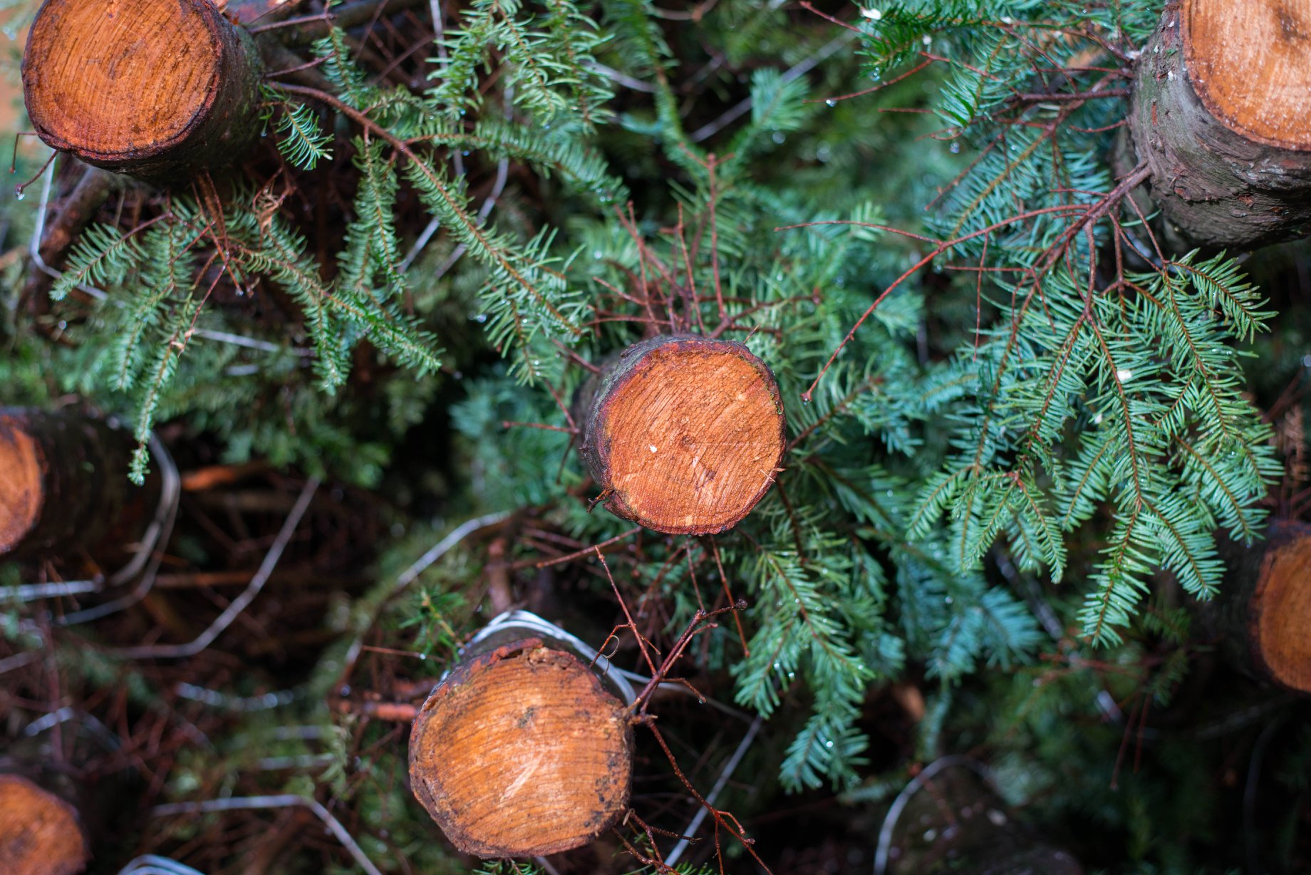 TLC Garden Centers Pumpkin Patch Near Me