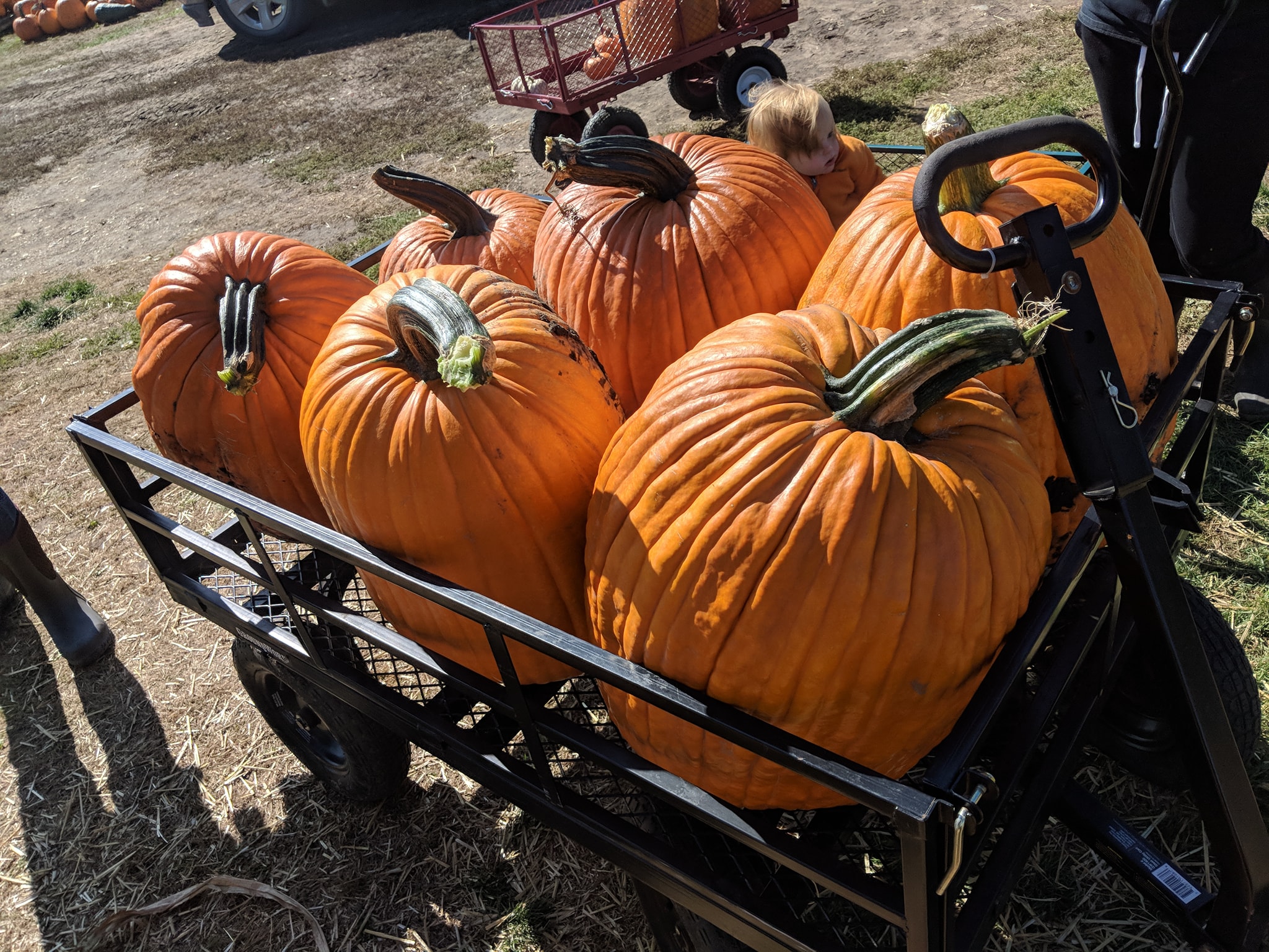 Big Stone Pumpkin Patch Pumpkin Patch Near Me