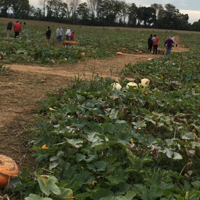 Just Piddlin Farm Pumpkin Patch Near Me