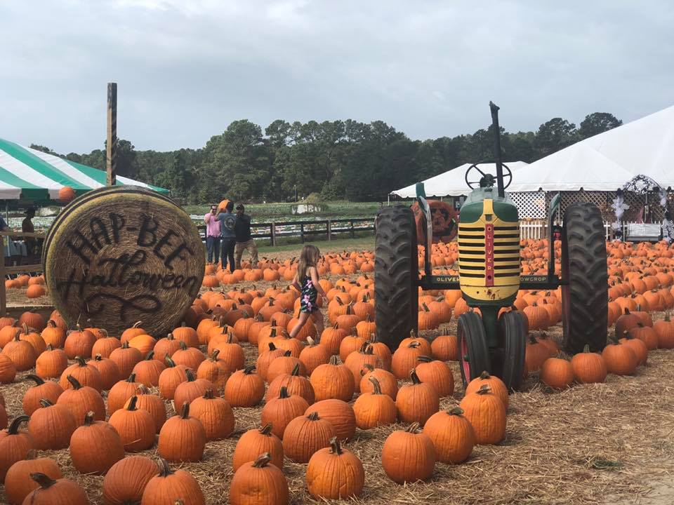 Boone Hall Pumpkin Patch Pumpkin Patch Near Me