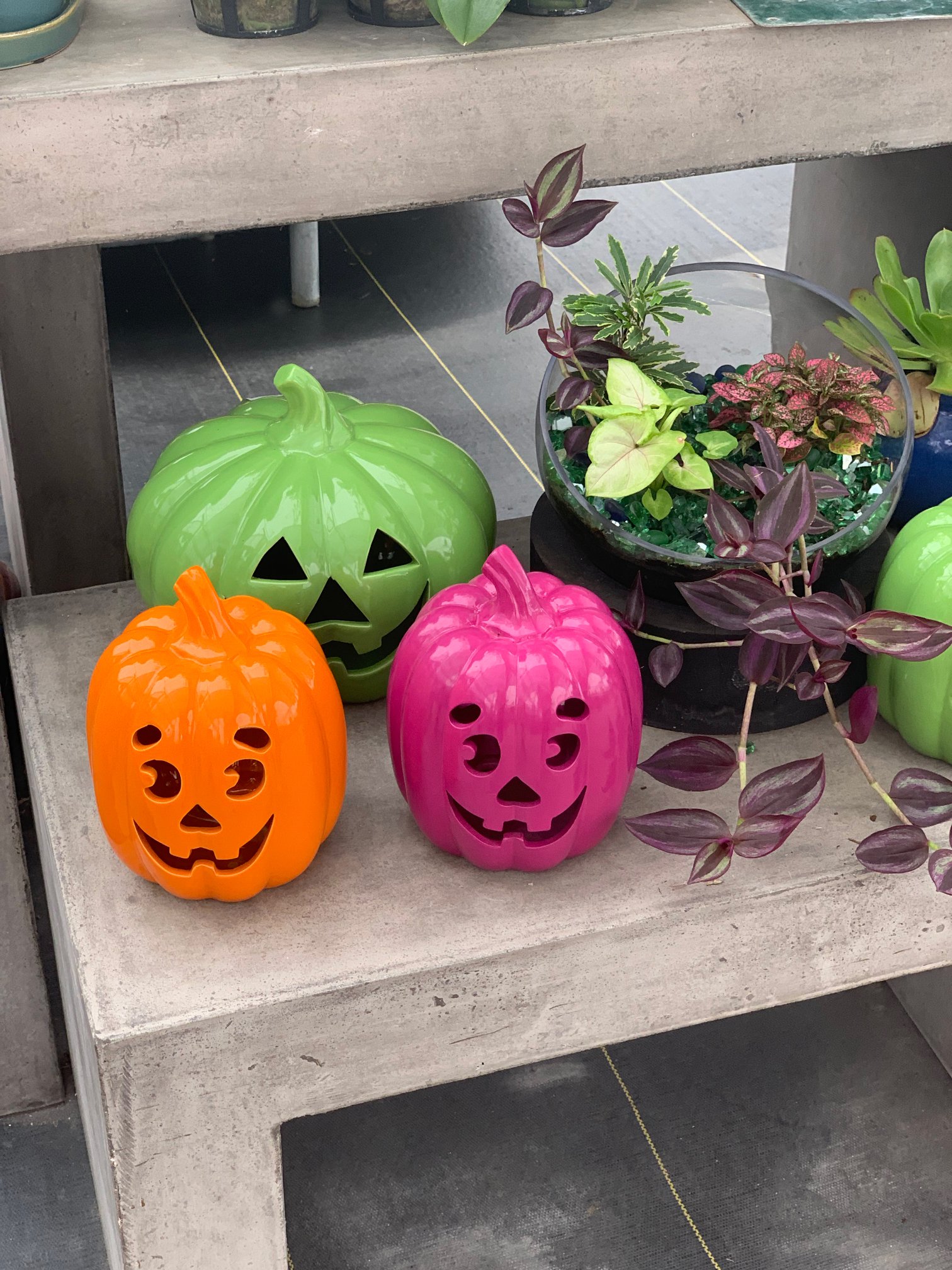 TLC Garden Centers Pumpkin Patch Near Me