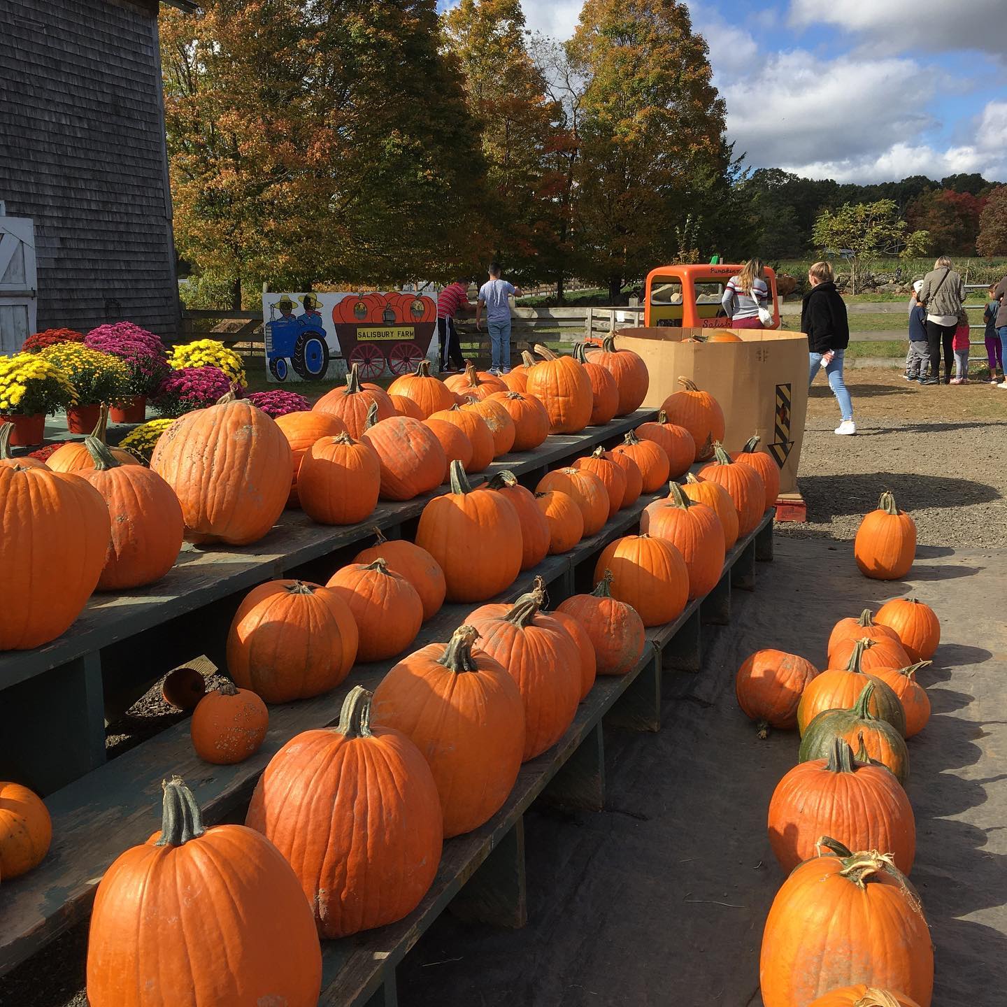 Salisbury Farm Pumpkin Patch Near Me