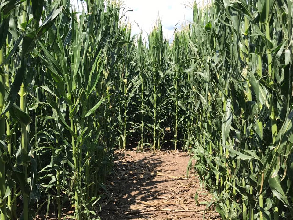 Heartland Country Corn Maze Pumpkin Patch Near Me