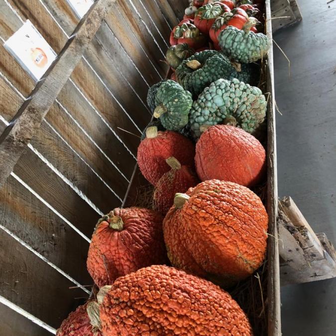 Just Piddlin Farm Pumpkin Patch Near Me